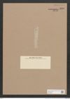 Amphora arcta A. Schm. (de-Toni-Nr.: Genus 36, Species 1681) Zeichnungen Sammlung Grunow Nr. 3228 (NHMW-BOT-W0370689)